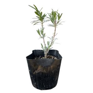 グロッソラベンダー 40ポットセットの詳細画像1