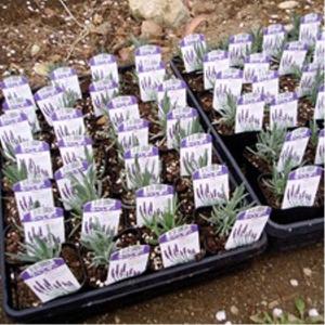 グロッソラベンダー 40ポットセットの詳細画像2