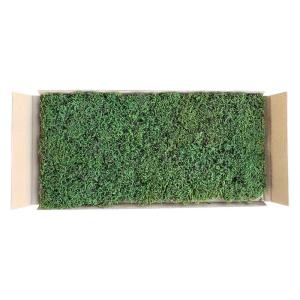 スナゴケ (砂苔) マット 58cm×28cm 10枚セット : 相馬グリーン - 通販