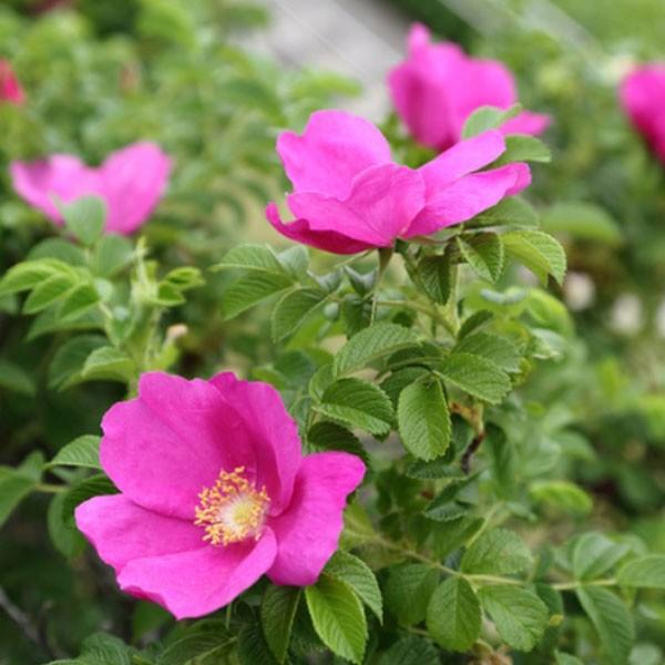 ハマナス 8ポットセット