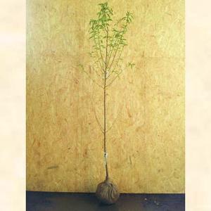 現品発送 アロニア（クックベリー） 株立 樹高1.4-1.9m(根鉢含まず