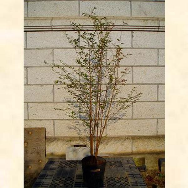 ヒメシャラ 株立ち 樹高1.8〜2.0m前後(根鉢含まず) 単品