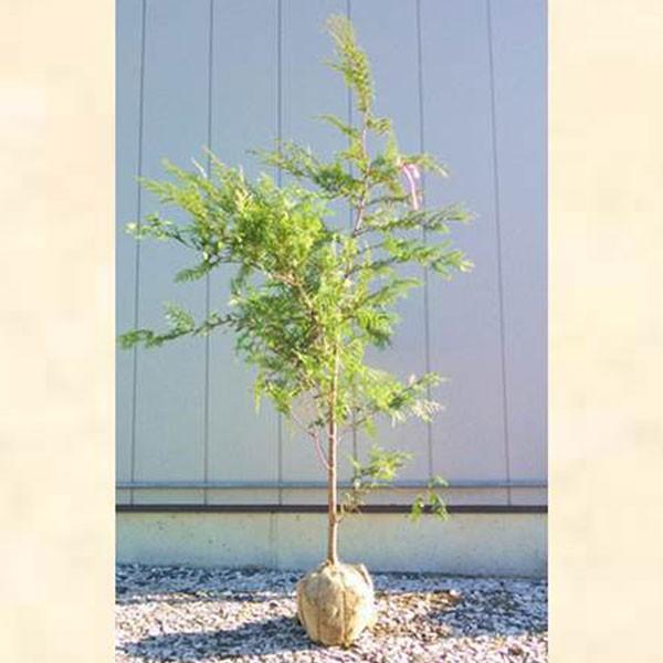 ヒノキ 単木 樹高1.8〜2.0m前後(根鉢含まず) 単品