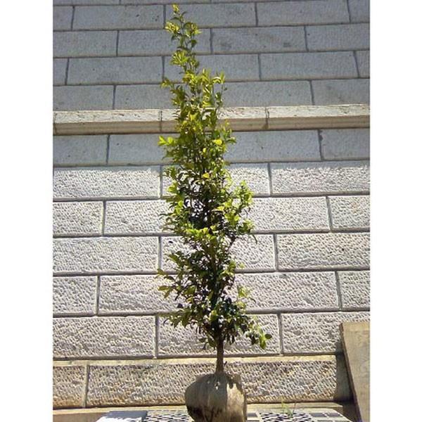 サカキ 樹高1.8〜2.0m前後(根鉢含まず) 単品