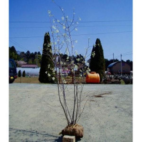 ジューンベリー 株立ち 樹高1.8〜2.0m前後(根鉢含まず) 単品