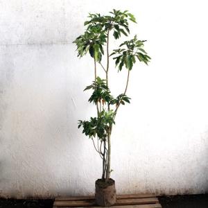 優良株。カクレミノ1.5M(鉢底から) カクレミノ 株立ち 約1.5m 現品発送 特大株 植木苗木大苗 隠れ蓑 隠蓑