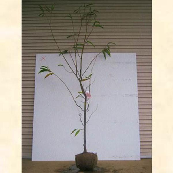 栗 銀寄 (ギンヨセ) 樹高1.8〜2.0m前後(根鉢含まず) 単品