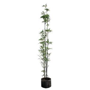カツラ 株立ち 樹高2.5m前後(根鉢含まず) 単品［トラック配達商品