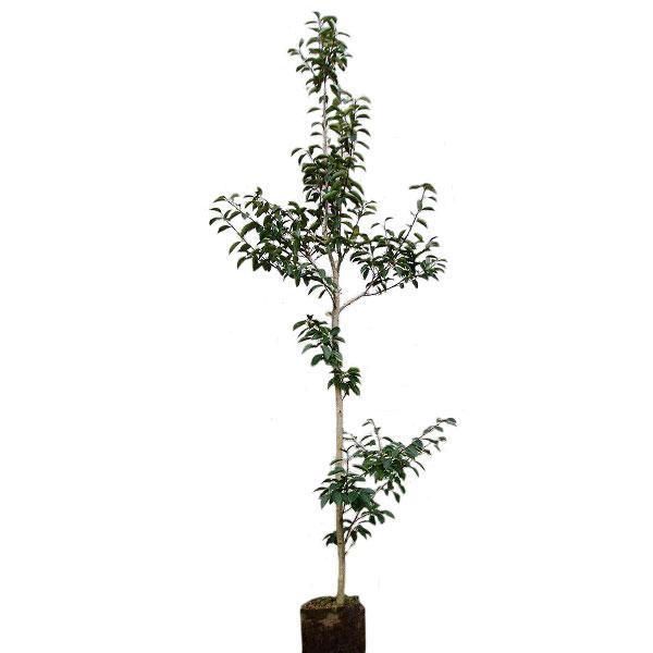 クロガネモチ メス 樹高1.8〜2.0m前後(根鉢含まず) 単品