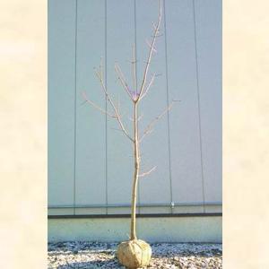 カツラ 株立ち 樹高2.5m前後(根鉢含まず) 単品［トラック配達商品