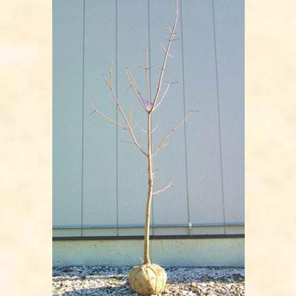 メグスリノキ 単木 樹高1.8〜2.0m前後(根鉢含まず) 単品