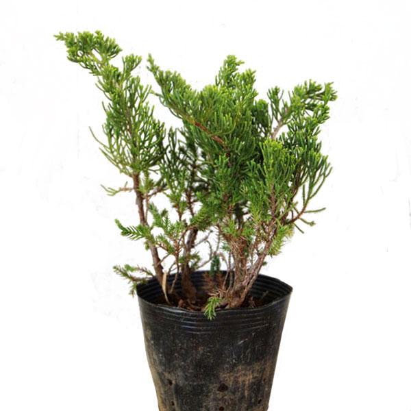 ミヤマビャクシン 10ポットセット