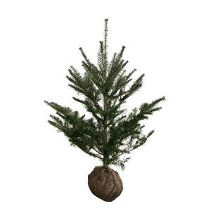 もみの木 モミの木 苗木 ウラジロモミノキ 145cm❗クリスマスツリー 針葉樹 楽天市場】【現品発送】もみの木(ウラジロモミノキ) 樹高1.1-1.3