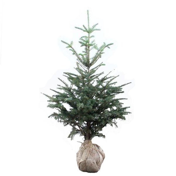 【2025年11月下旬入荷予定】もみの木 (ウラジロモミ) 樹高1.2m前後(根鉢含まず) 単品