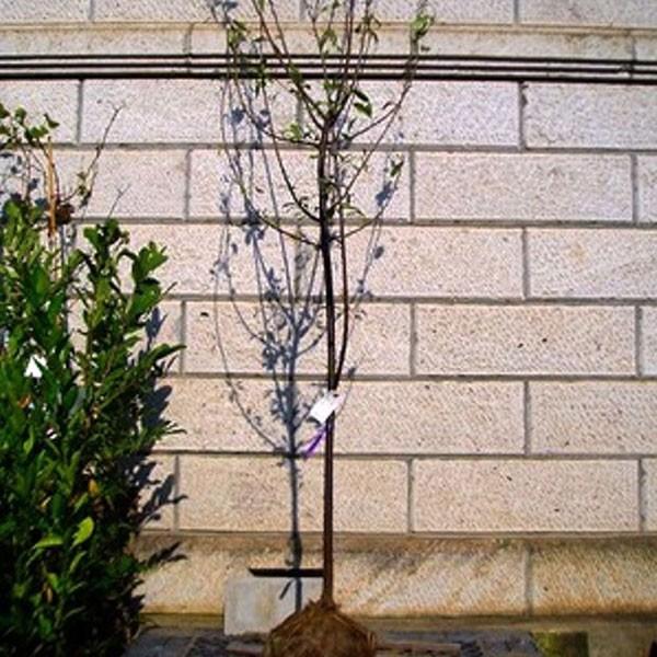 スモモ ソルダム 単木 樹高1.8〜2.0m前後(根鉢含まず) 単品