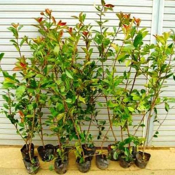 レッドロビン 樹高80cm前後 10本セット