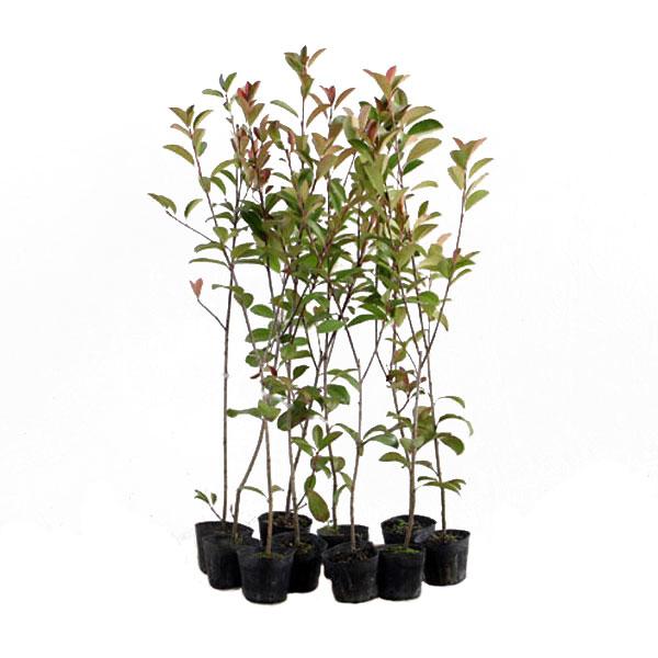 レッドロビン 樹高50cm前後 10本セット