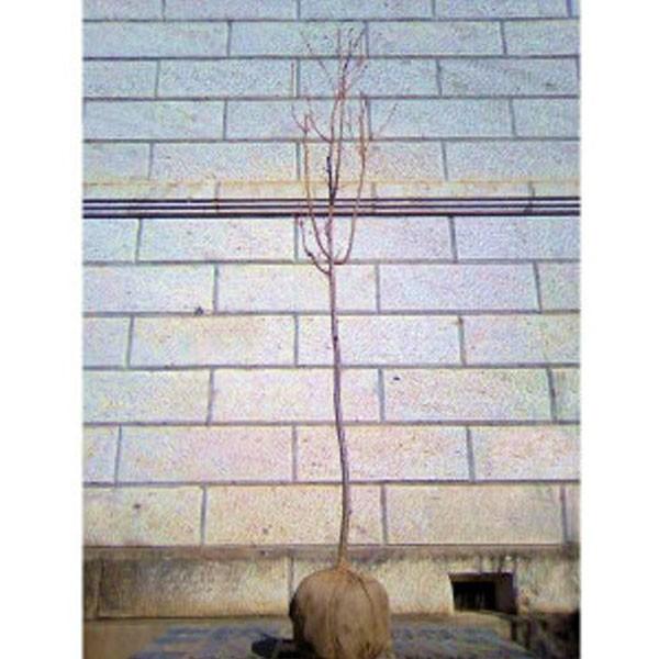 サクラ 普賢象 (フゲンゾウ) 樹高1.8〜2.0m前後(根鉢含まず) 単品