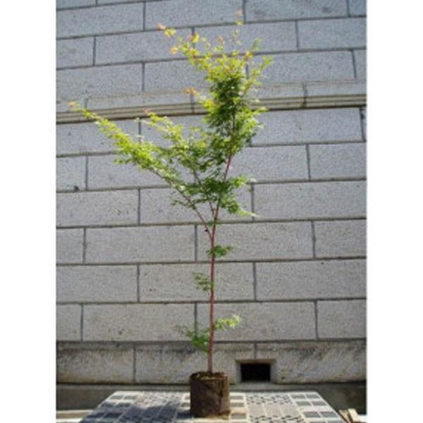 モミジ 珊瑚閣(サンゴカク) 樹高1.8〜2.0m前後(根鉢含まず) 単品