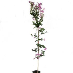 イロハモミジ 株立ち 樹高1.5〜1.8m前後(根鉢含まず) 単品 : 相馬