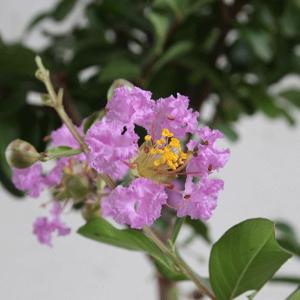 サルスベリ 紫花 樹高1.8〜2.0m前後(根...の詳細画像1