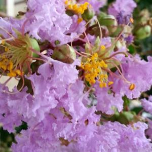 サルスベリ 紫花 樹高1.8〜2.0m前後(根...の詳細画像2