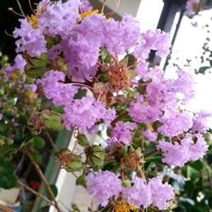 サルスベリ 紫花 樹高1.8〜2.0m前後(根...の詳細画像3