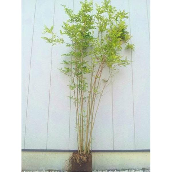 シマトネリコ 株立ち 樹高1.8〜2.0m前後(根鉢含まず) 単品