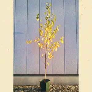 シラカバ ジャクモンティー 単木 樹高1.8〜2.0m前後(根鉢含まず) 単品｜somagreen