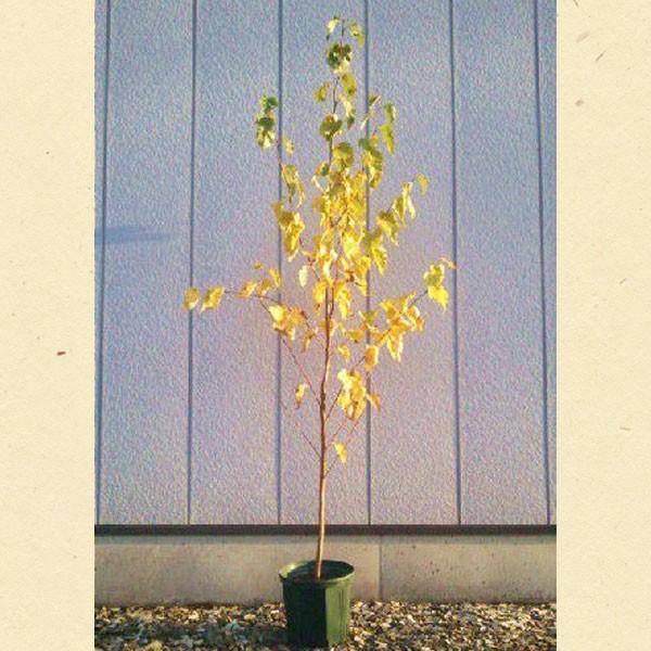 シラカバ ジャクモンティー 単木 樹高1.8〜2.0m前後(根鉢含まず) 単品