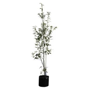 フェイジョア 5本株立ち 約1.8m 現品発送 豪華株 植木 苗木 大苗