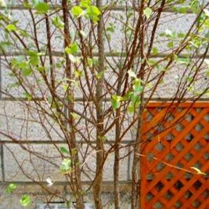 アズキナシ 株立ち 樹高1.8〜2.0m前後(...の詳細画像1