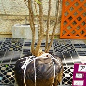 アズキナシ 株立ち 樹高1.8〜2.0m前後(...の詳細画像2