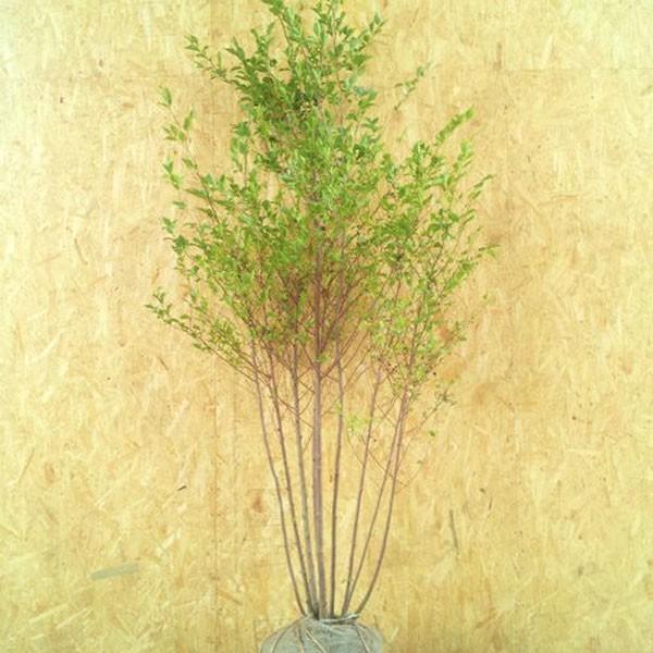 エゴノキ 株立ち 樹高1.8〜2.0m前後(根鉢含まず) 単品