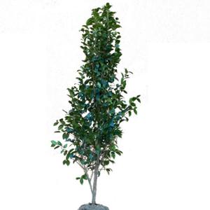 もみの木 (ウラジロモミ) 樹高1.2m前後 (根鉢含まず)単品 本物の