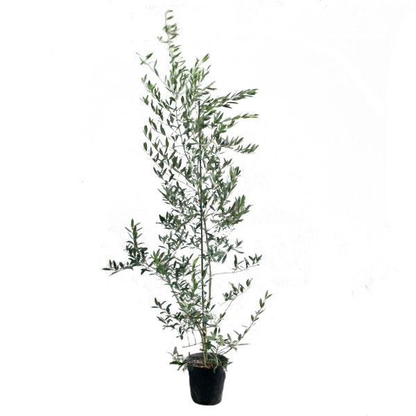 オリーブ (品種指定不可) 樹高1.8〜2.0m前後(根鉢含まず) 単品