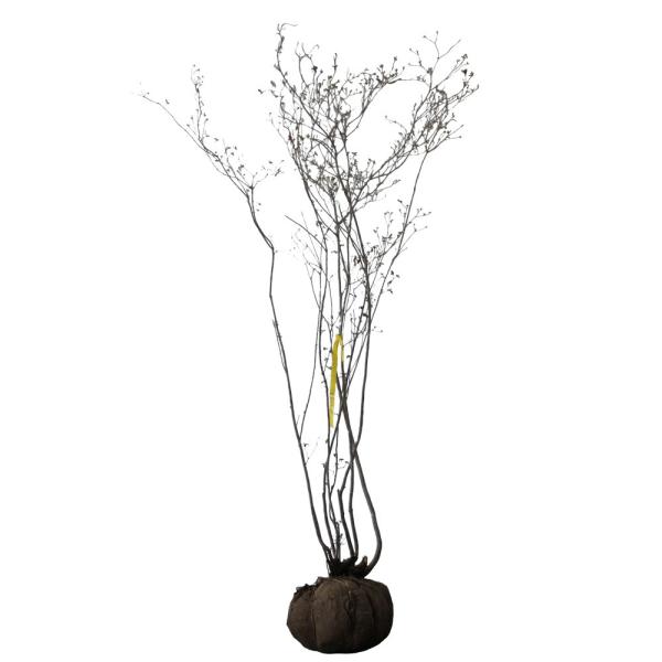 ヤマツツジ 株立ち 樹高1.2〜1.5m前後(根鉢含まず) 単品