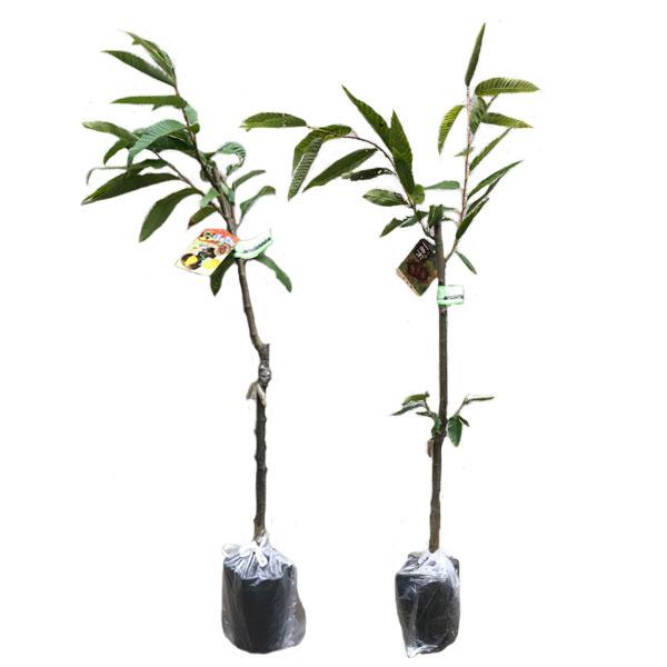 栗 ポロタン・美玖里 (ミクリ) 樹高80cm前後 受粉樹2本セット