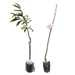 栗 ポロタン・利平 (リヘイ) 樹高80cm前後...の商品画像