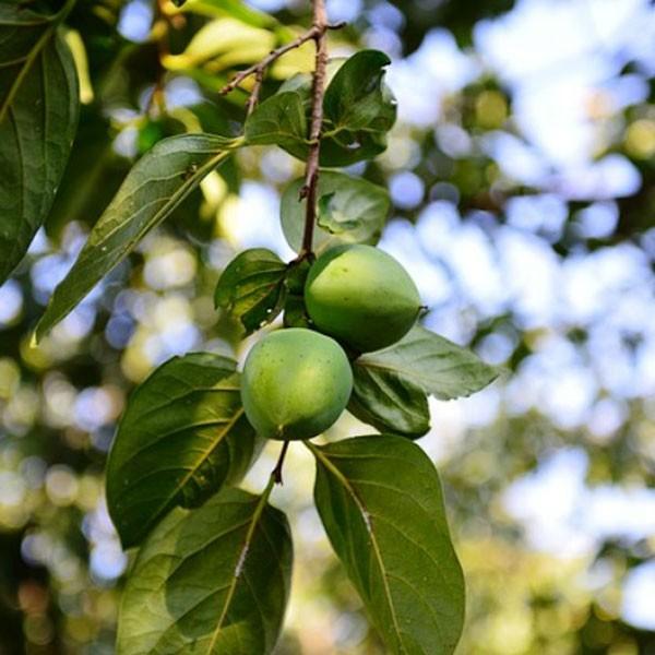 柿 黒柿・禅寺丸 樹高80cm前後 受粉樹2本セット