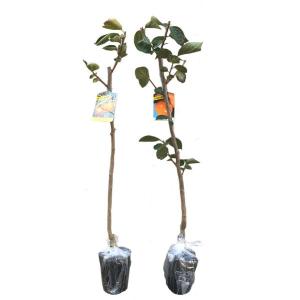 特選庭木 植木 観葉植物：オリーブ（シプレッシーノ）極太 SOUJU 創樹