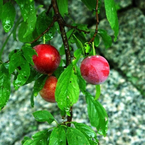 スモモ 秋姫(アキヒメ)樹高80cm前後・コチェコ樹高60cm前後 受粉樹2本セット