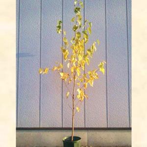 カツラ 株立ち 樹高2.5m前後(根鉢含まず) 単品［トラック配達商品