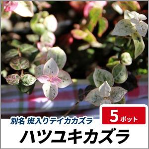 ハツユキカズラ 寄せ植えの商品一覧 通販 Yahoo ショッピング