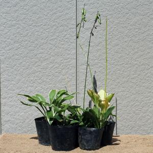 インテリア 雑貨 ギフト 送料無料 ラスカボヘミア マイア 花瓶(MA-840