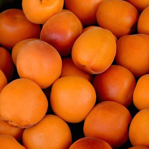 アンズ ゴールドコット 樹高80cm前後 3本セット