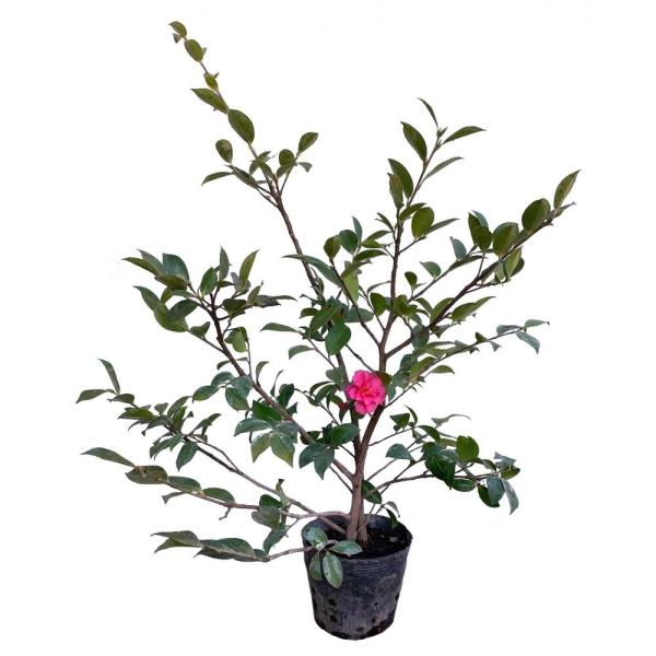 カンツバキ 樹高30〜50cm前後 80本セット