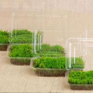 スナゴケ (砂苔) 盆栽用 中 (容器サイズ95mm x 164mm) : 相馬グリーン