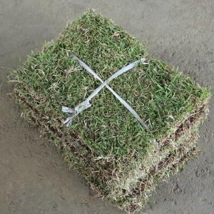 日本芝 種の商品一覧 通販 Yahoo ショッピング