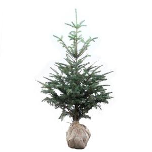 本物のモミの木 もみの木 モミノキ 鉢植え 樹高1.0m前後(鉢底から